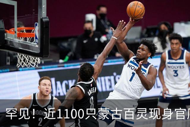 罕见！近1100只蒙古百灵现身官厅水库